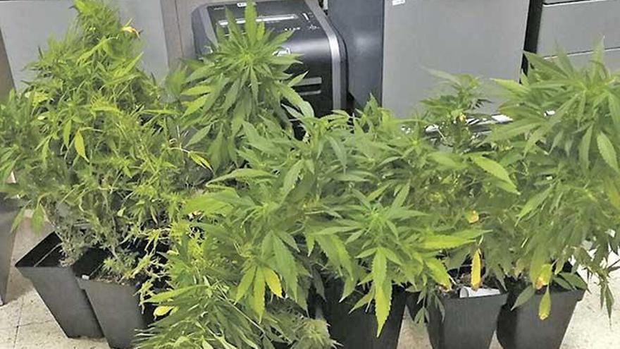 Plantas de marihuana decomisadas por la Policía Local de Palma en un balcón en s´Arenal.