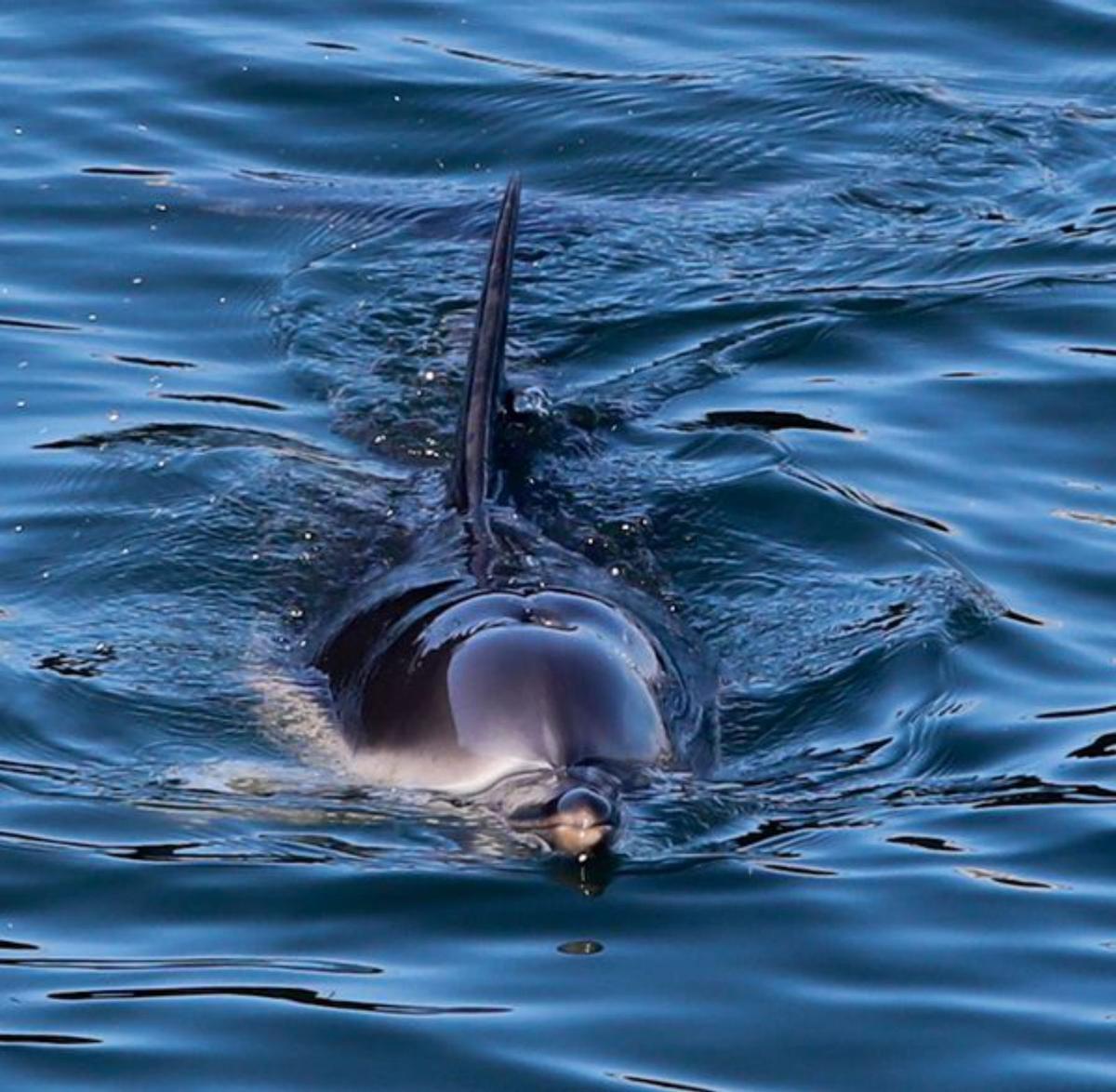 Un delfín “atrapado” en el puerto de Vilagarcía