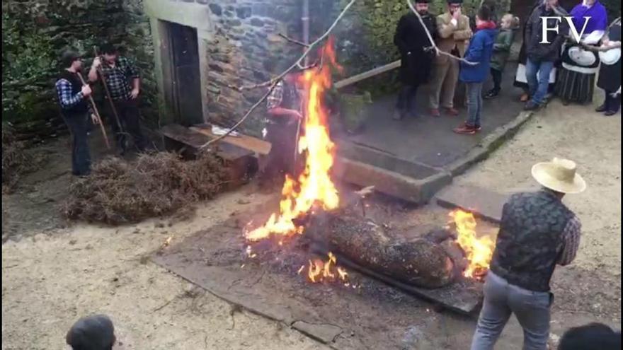 Así se celebra la Matanza Tradicional do Porco