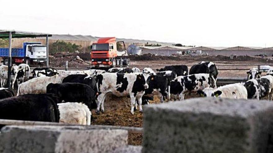 Algunas de las reses de la finca donde falleció el operario ayer, tras el ataque de un toro semental.