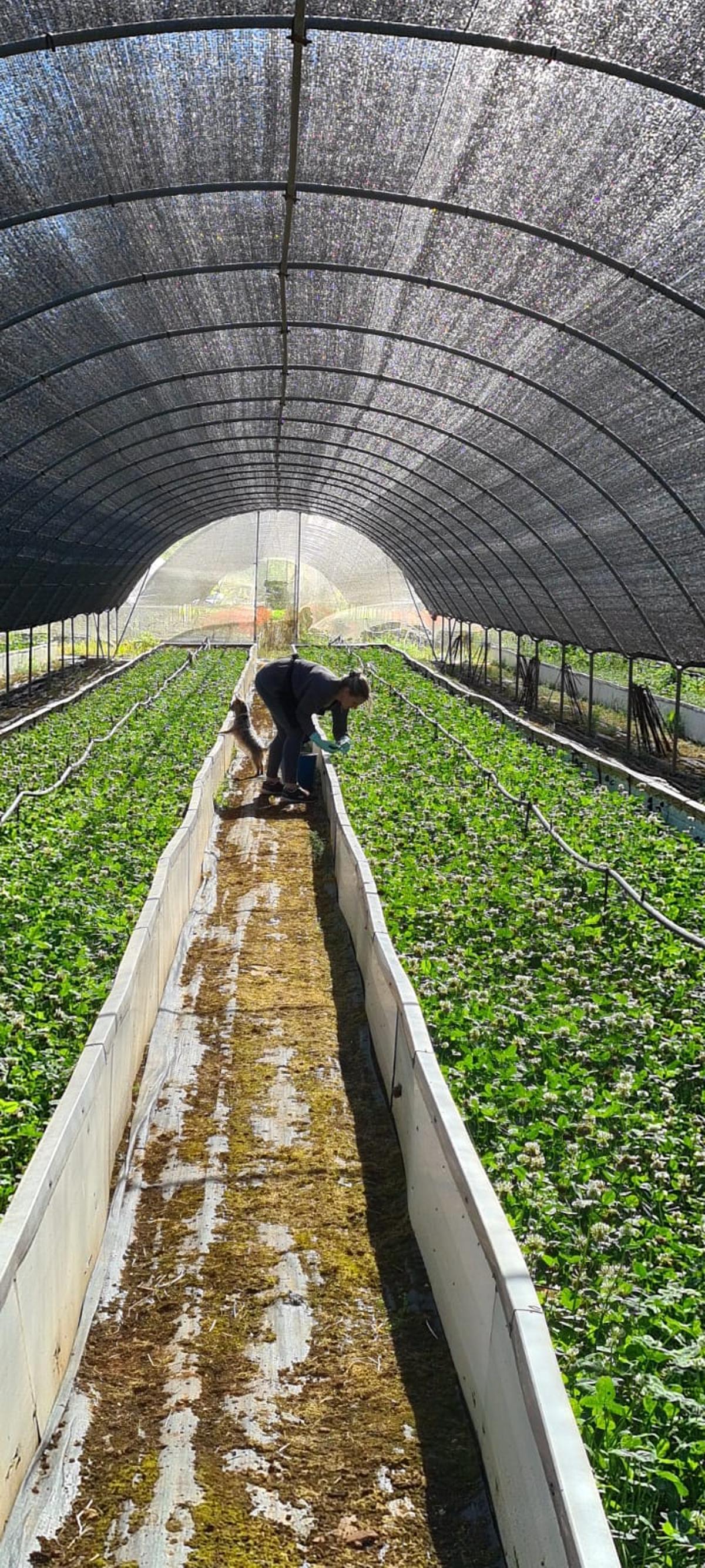 Caragols Son Pou: «A les Balears va arribar a haver-hi 21 granges de caragols; ara per ara, en queden tres»