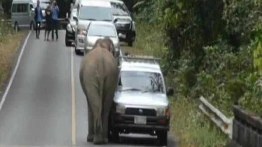 Un elefante causa estupor en Tailandia