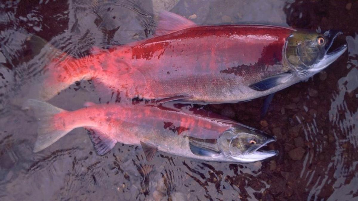 Salmones de Alaska, con un año de edad de diferencia entre ellos.