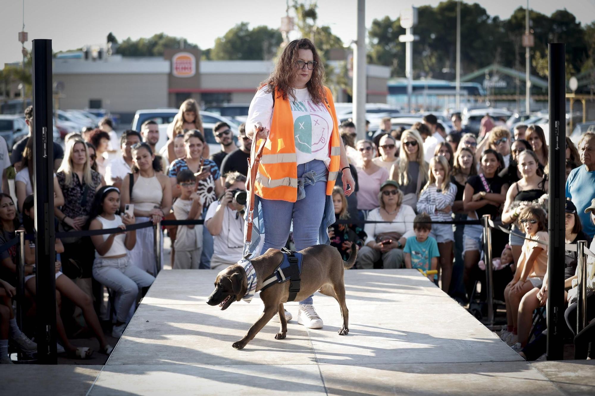 FOTOS | Desfile de Peluditos: Varios perros de Son Reus buscan un hogar