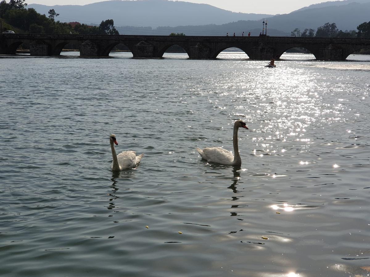 Una pareja de cisnes en la playa fluvial de Pontesampaio.