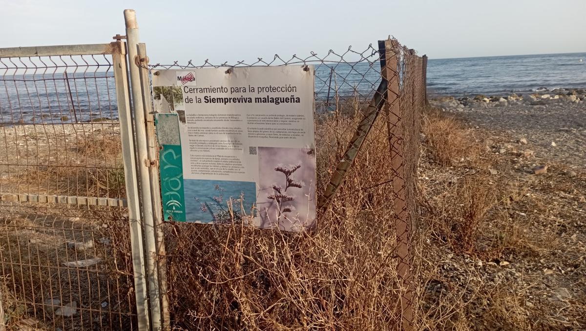 Detalle del cerramiento del Limonium, en los Baños del Carmen, oxidado y con matojos secos.