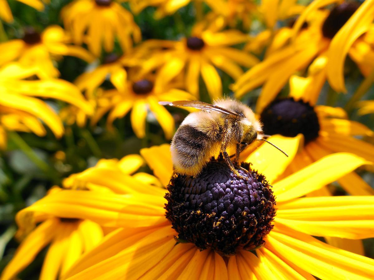 De los beneficios que cada año generan los cultivos mundiales entre 235.000 y 577.000 millones de dólares dependen de los insectos polinizadores