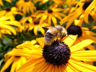 La desaparición de los insectos que amenaza al ser humano: "Sin ellos no hay vida"