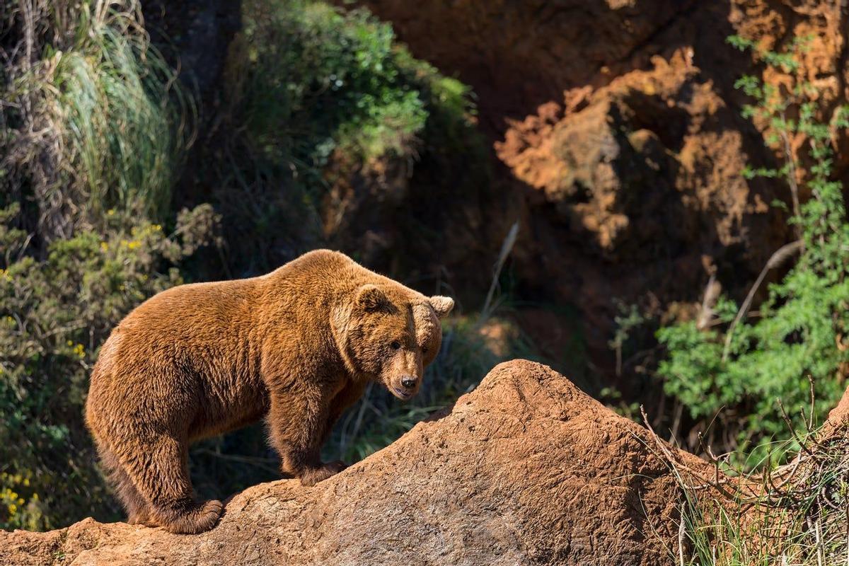 Oso en el Parque de Cabárceno