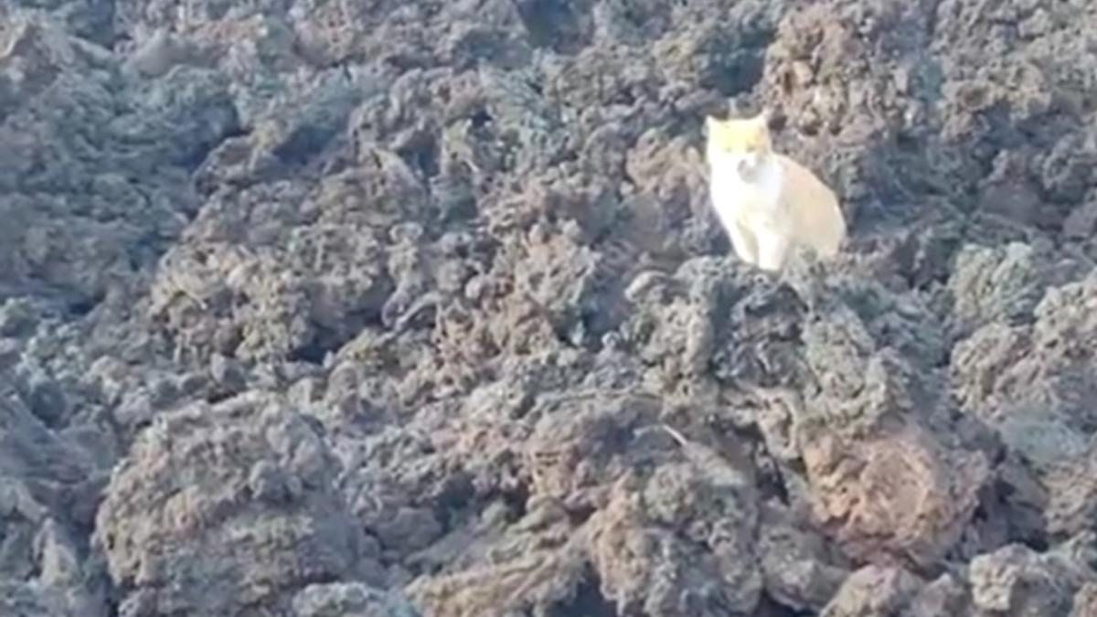 Un "gato curioso", el primero en andar sobre las coladas de La Palma