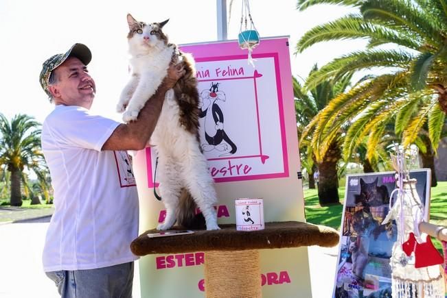 10/12/2016 MASPALOMAS. Feria de Mascotas Maspalomas 2016.Foto: SABRINA CEBALLOS