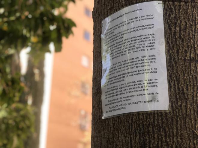 Fotogalería | El árbol de Miguel Ángel en Cáceres