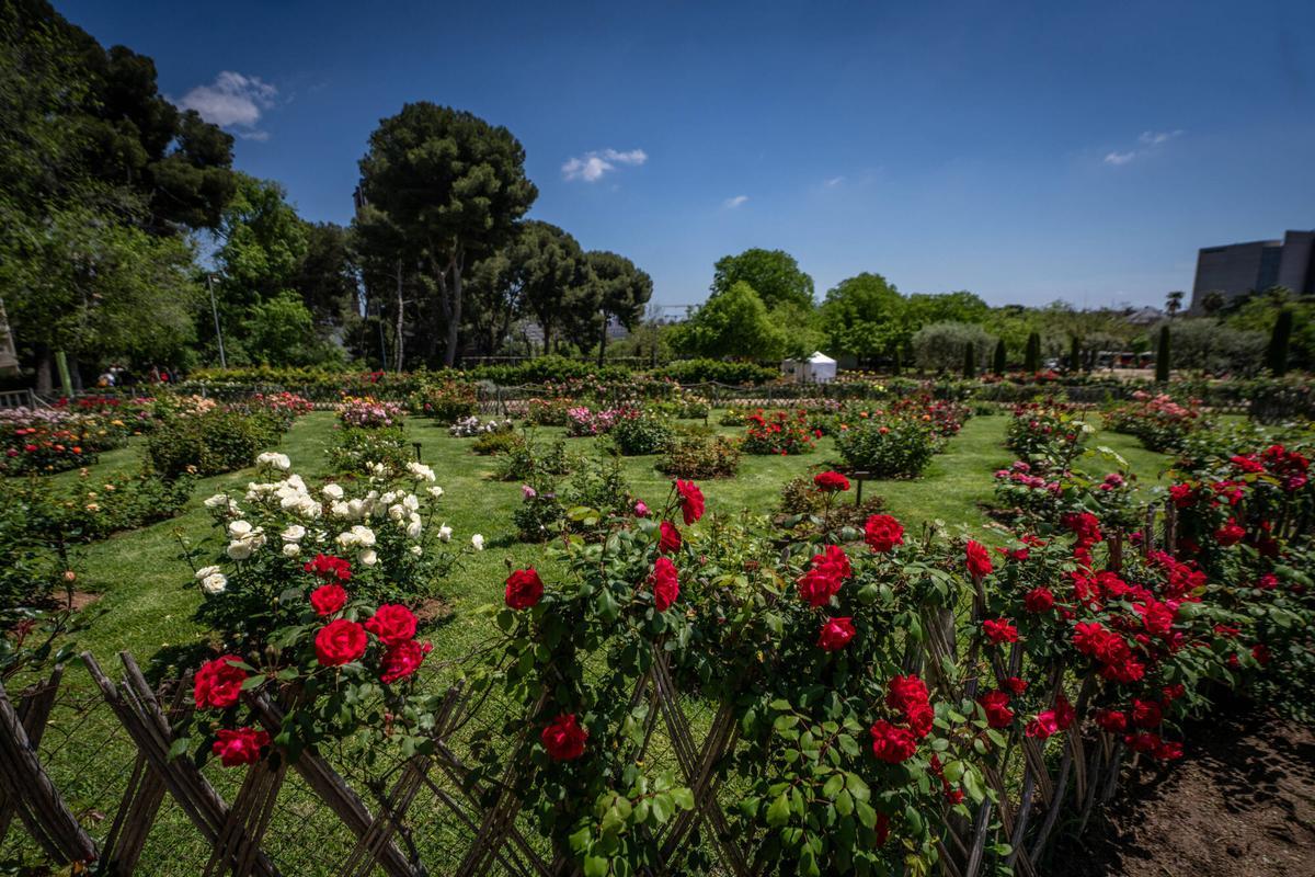 Rosales en flor en el parque de Cervantes.