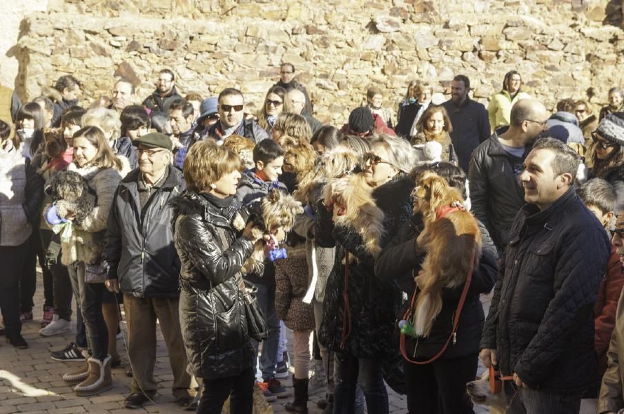 San Antón bendice a los animales en Benavente.