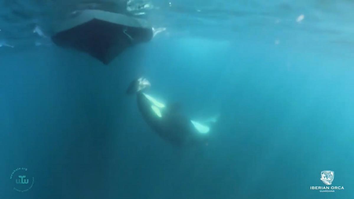 La orca, portando un trozo de atún en la boca para llevarlo al barco