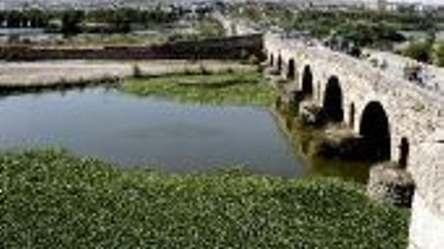 La plaga del camalote afecta a 65 kilómetros del río Guadiana