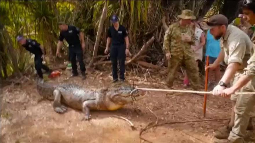 Atrapan en el norte de Australia a un cocodrilo de 4,33 metros