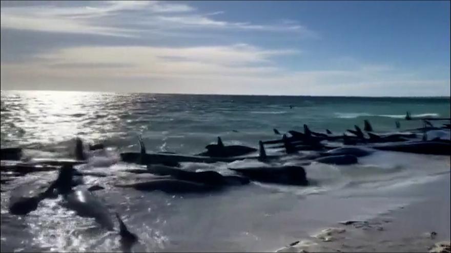 Más de 160 ballenas piloto quedan varadas en una playa australiana