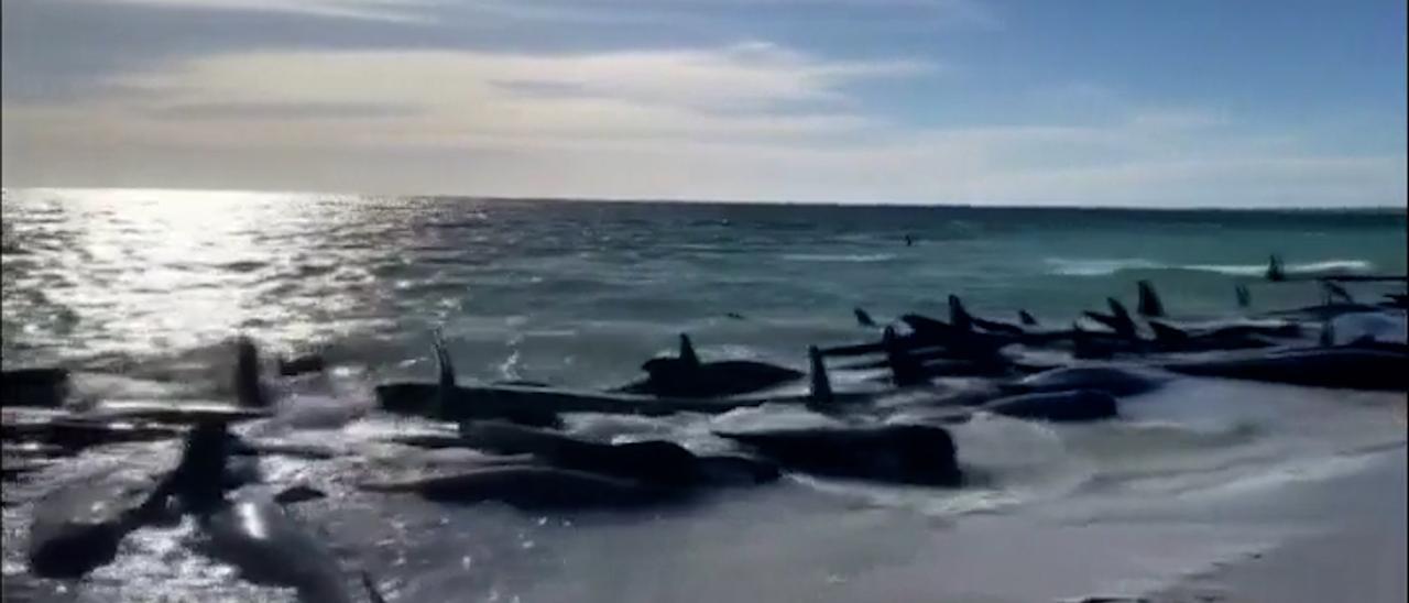 Más de 160 ballenas piloto quedan varadas en una playa australiana