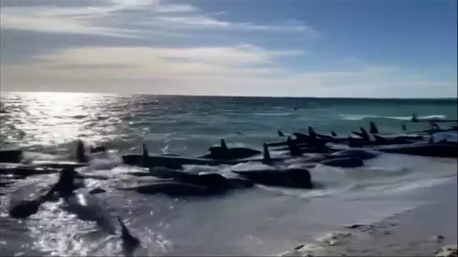 Más de 160 ballenas piloto quedan varadas en una playa australiana