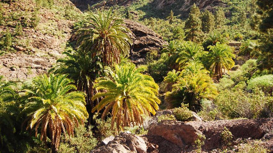 El palmeral del Vigaroé, que es totalmente salvaje y sobrevive gracias al agua que recorre el barranco.