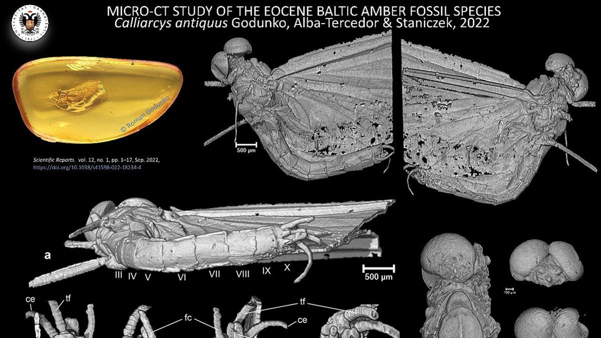 Hallan un nuevo insecto que quedó atrapado en ámbar hace 35 millones de años