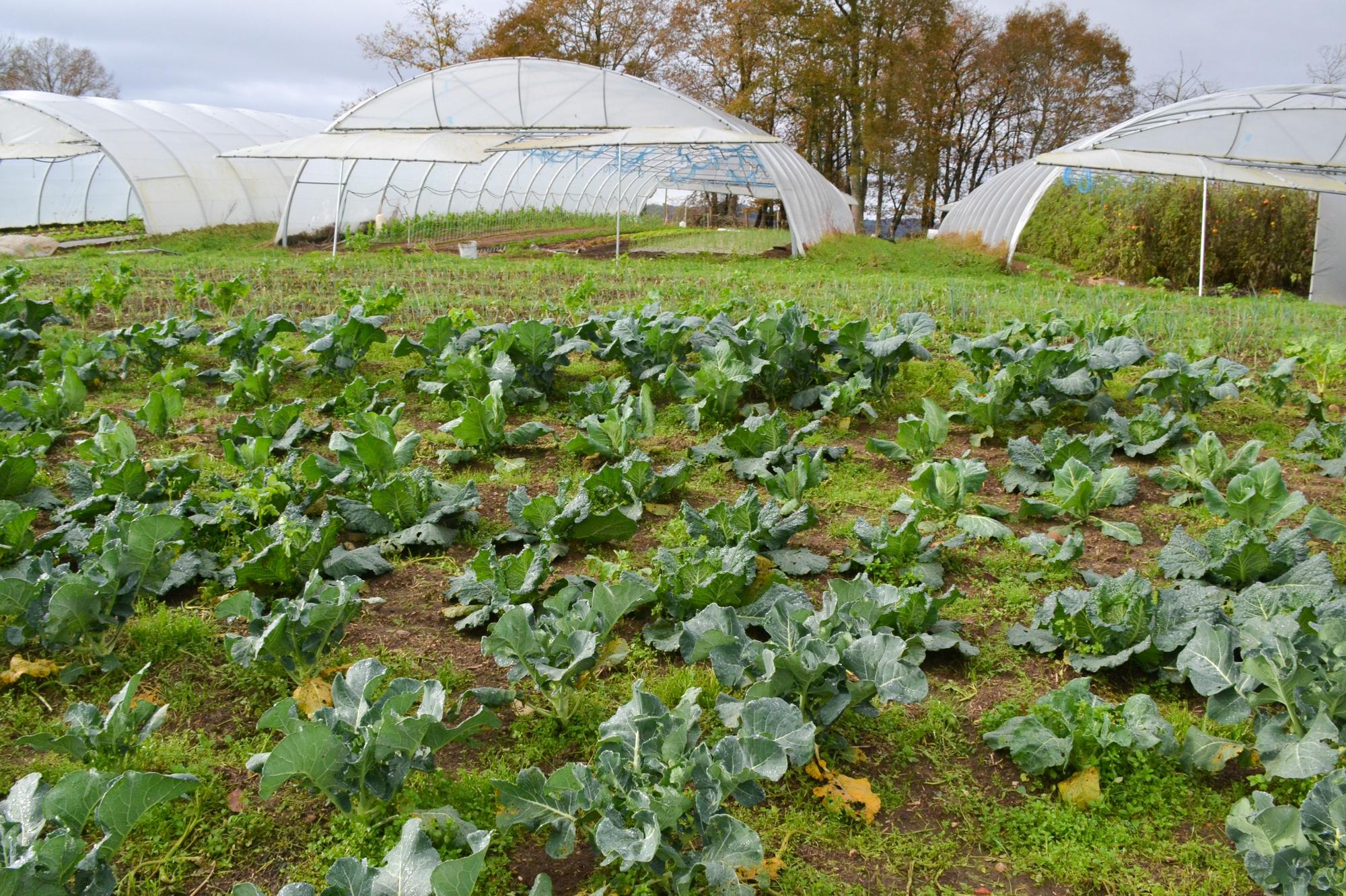 Algunos de los invernaderos en su finca en Monga, en Nava, con parte de huerta plantada en el exterior.