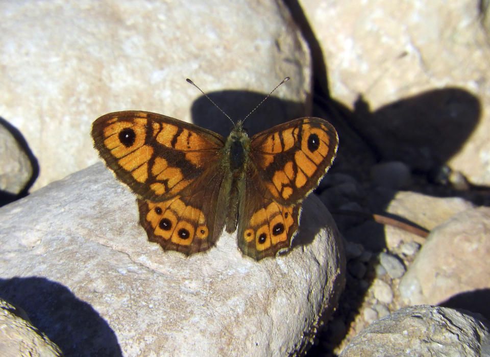 Bellesa. Una margenera comuna (Lasiommata megera) prenent el sol en un camí pedregós a prop de l'Hostal de la Creu de Monistrol de Montserrat.