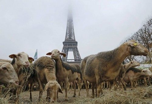Un rebaño de 250 ovejas frente a la torre Eiffel en París, durante una manifestación de pastores en contra de la protección de los lobos en Francia. 27 de noviembre de 2014.