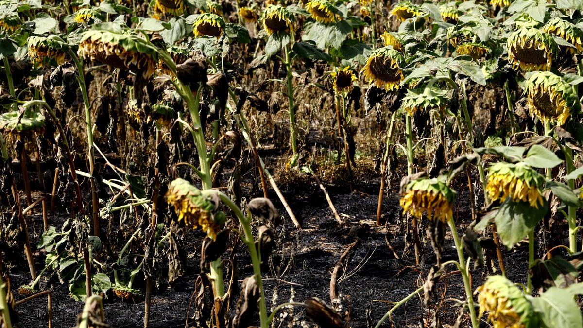 Girasoles afectados por el calor desprendido por el incendio.