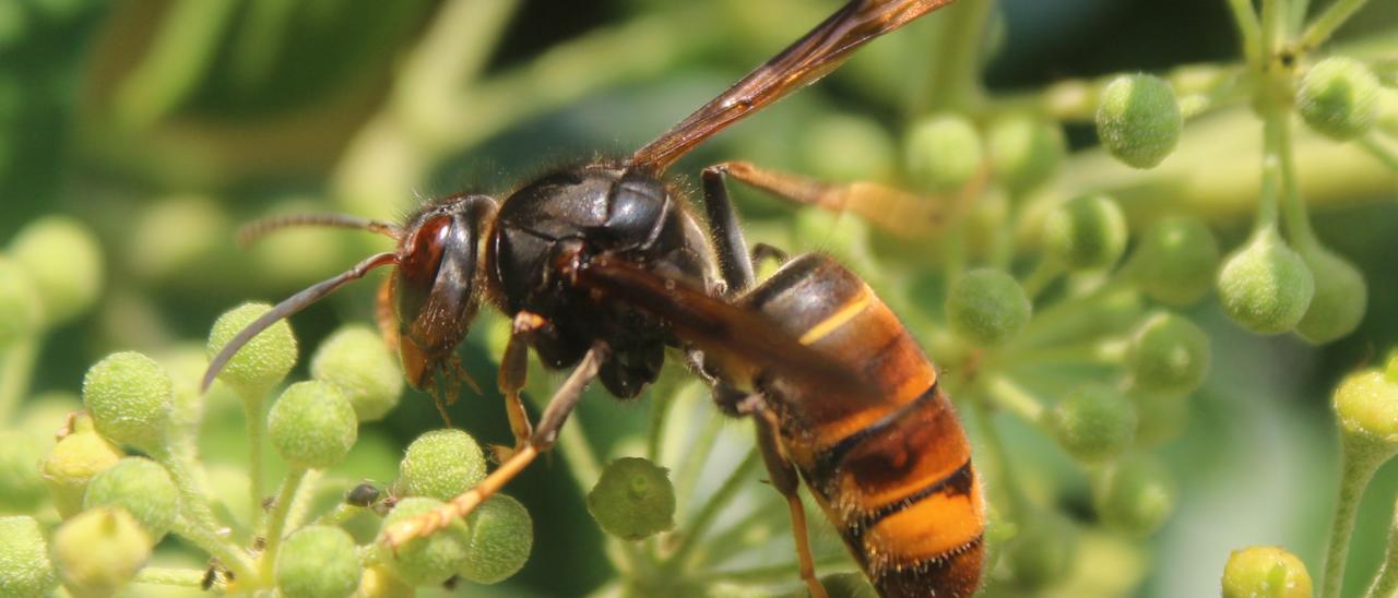 La vespa velutina instal·la els seus nius a les branques altes dels arbres GENCAT