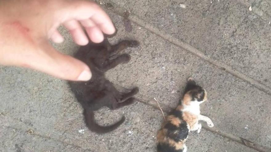 Perros cazadores masacran una colonia de gatos en Jinámar
