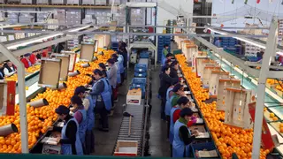 La mitad de las empresas agrarias  se dedica a la comercialización