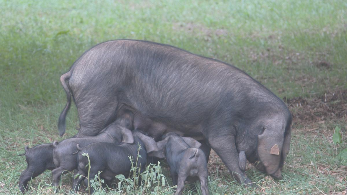 Porc negre mallorquí