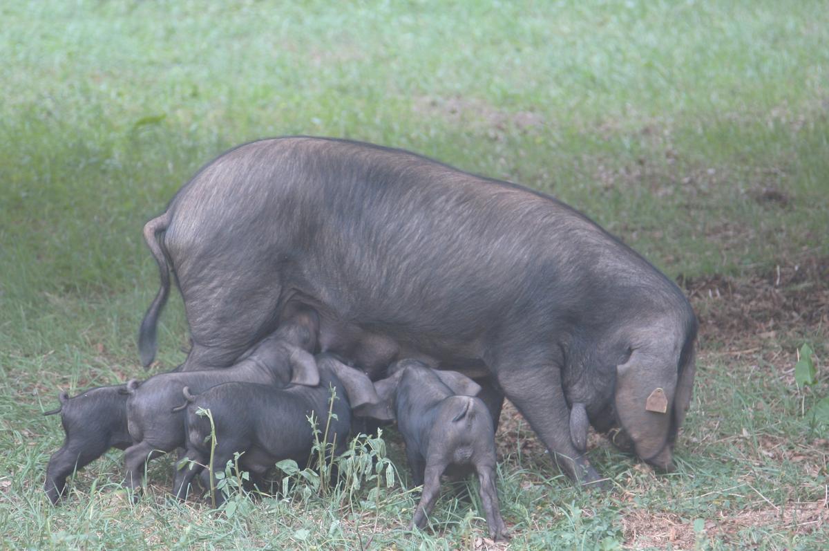 Porc negre mallorquí