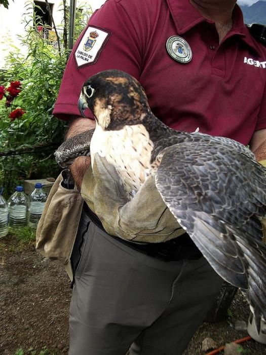 Aparece en La Palma un halcón en extinción