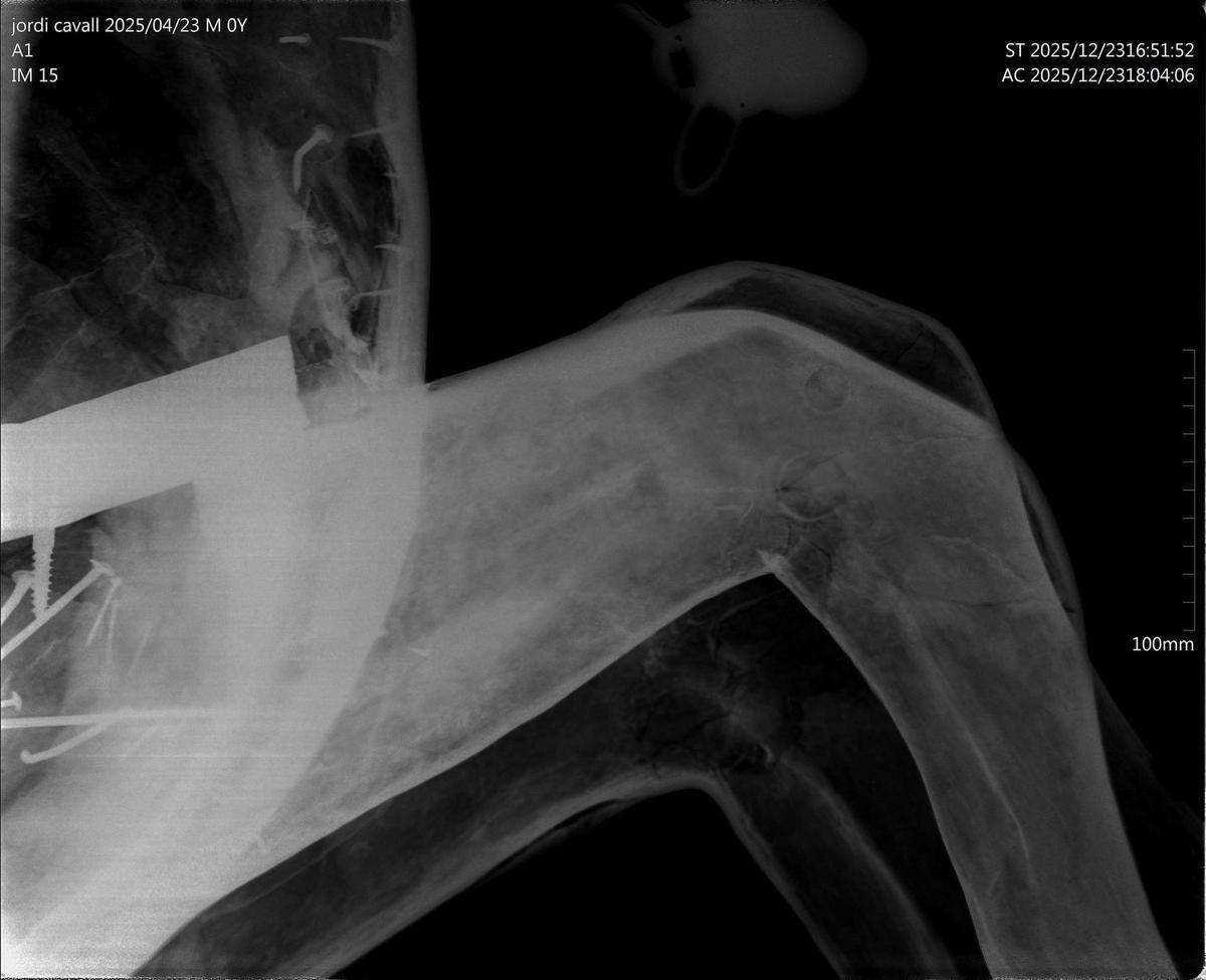 Una de las radiografías realizadas al caballo del Sant Jordiet