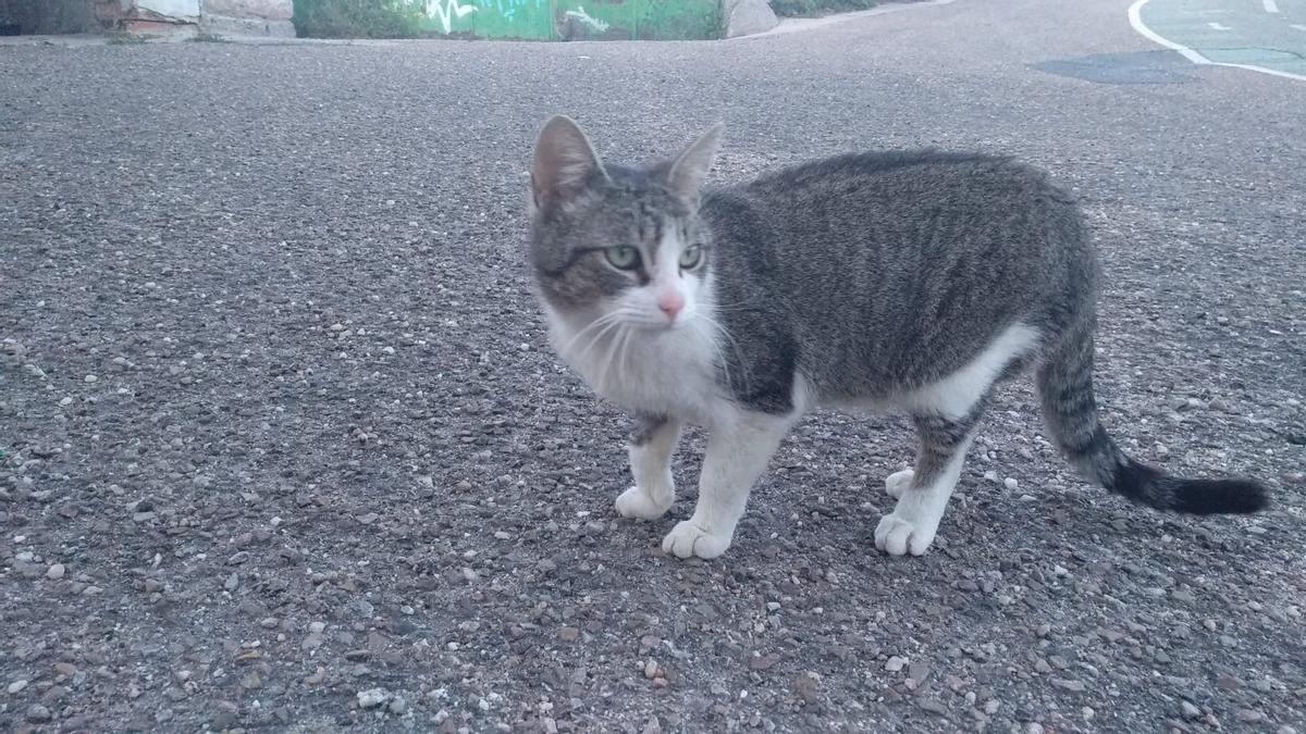 El gato Cairo, buscando comida en la zona del barrio del Espíritu Santo.