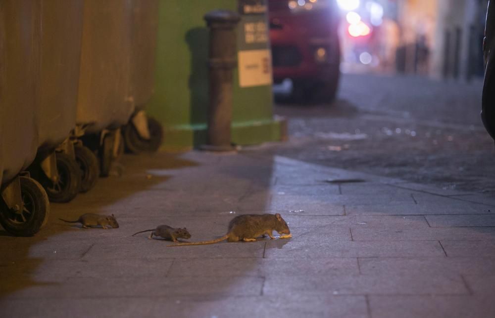 Las ratas recorren el Casco Antiguo a plena luz de