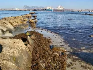 Alerta en las playas: Estepona extrae cada día 20 toneladas de alga invasora