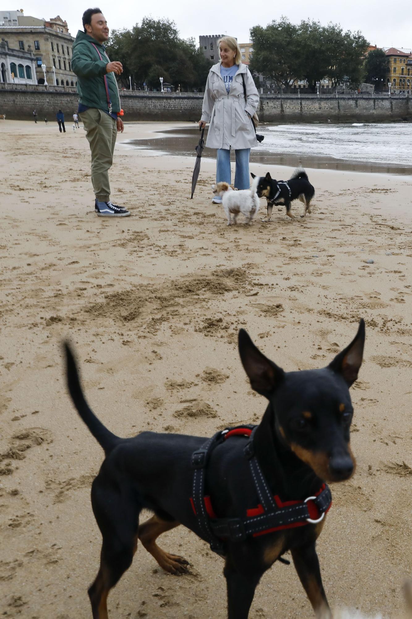 Los perros vuelven a las playas gijonesas