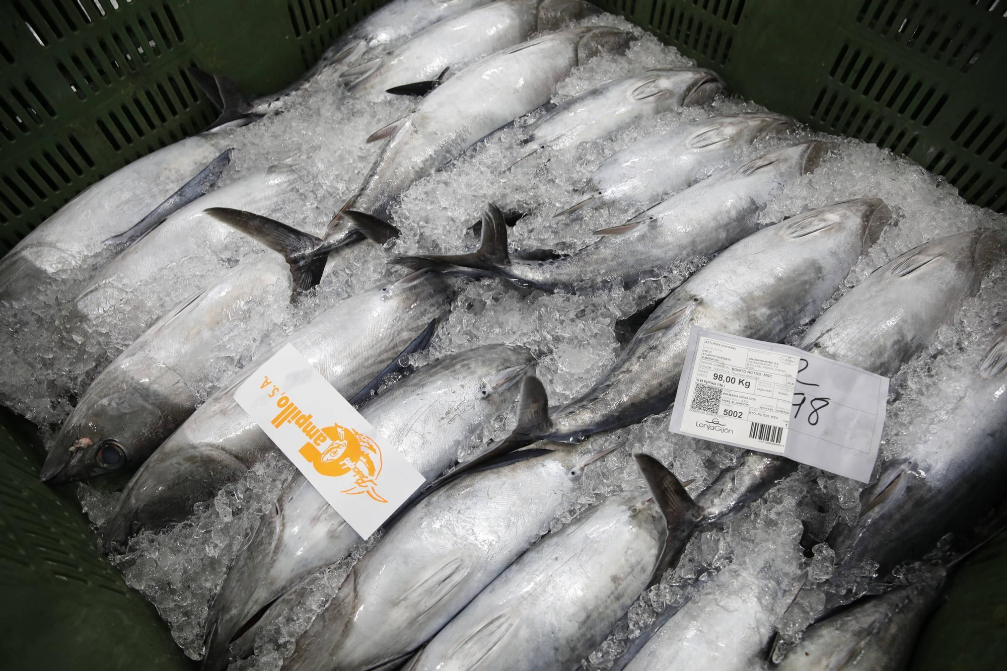 La primera descarga del bonito en la lonja de Gijón, en imágenes