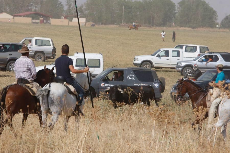 Fiestas en Zamora: Encierro en Villalpando