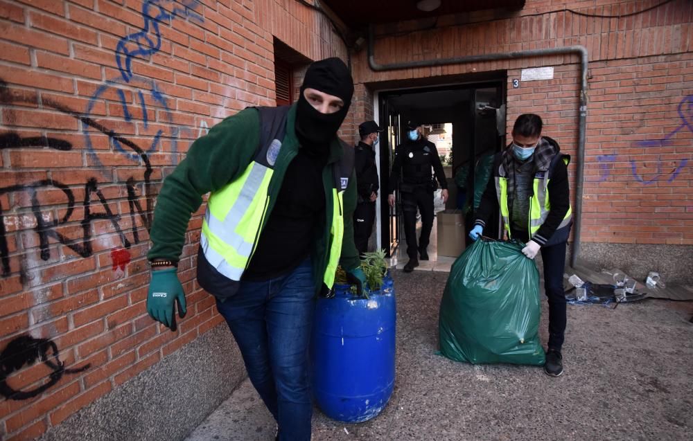 Hallan 300 plantas de marihuana en una casa del barrio del Infante de Murcia