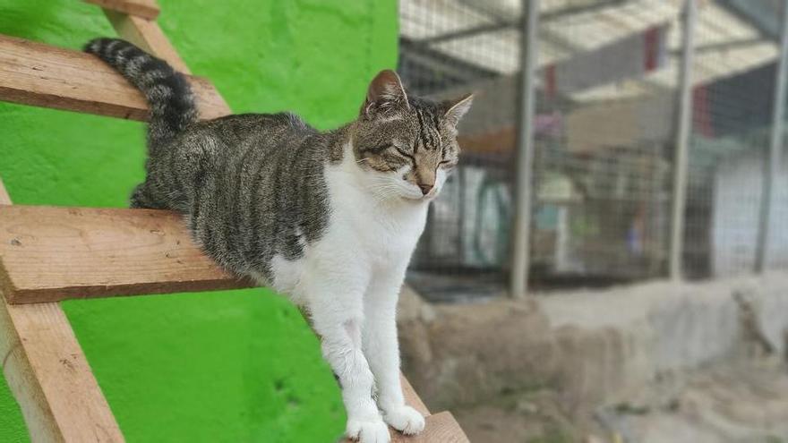 Apanot decreta cuarentena felina y pide ayuda para salvar a los gatos acogidos en Icod