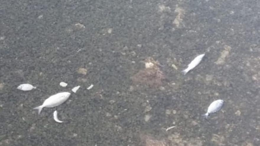 Hallados peces muertos tras producirse un vertido fecal en Lanzarote