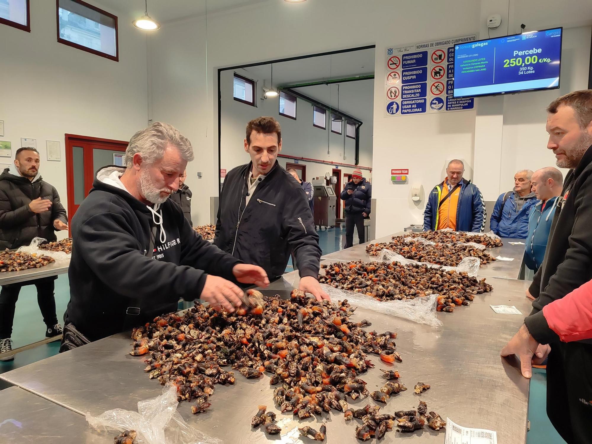 Los percebes "coma puños" de Agoeiro, a 250 euros/kilo