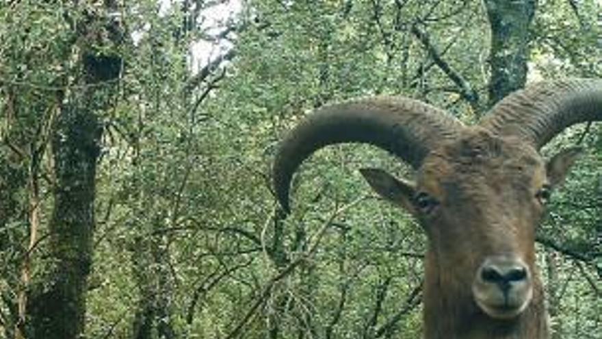 Los Defensores de los Herbívoros niegan que el arruí desplace a la cabra hispánica