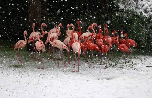 Flamingos stand in their enclosure during snowfall in winter in Jerusalem's Biblical Zoo