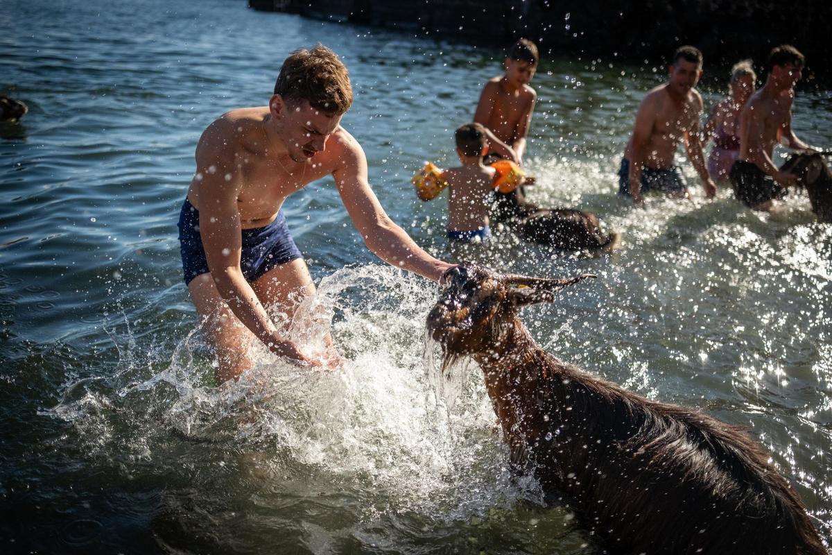 Así se vivió el tradicional baño de cabras en el muelle de Puerto de la Cruz